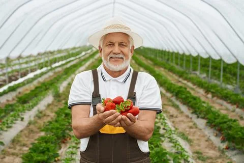 Smiling farmer holding ripe strawberries in hands. Stock Photos