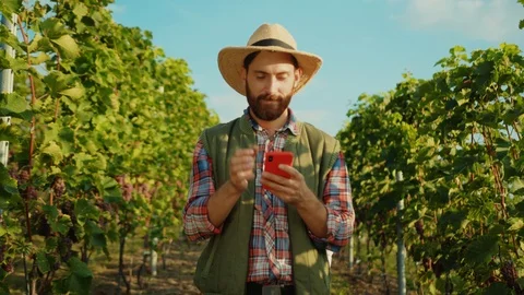 Smiling farmer in strawhat using smarthone application at vineyard. His curious Stock Footage 117256023