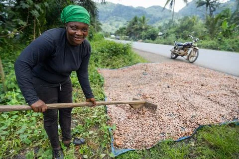 Smiling farmer works in the fields while drying cocoa beans to make chocolate Stock Photos