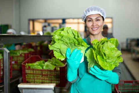 Smiling female worker of vegetable sorting factory arranging lettuce in boxes 스톡 사진