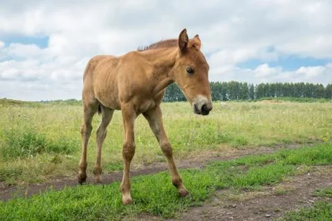 Smiling foal in the meadow Stock Photos
