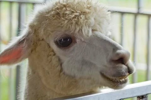 Smiling Friendly Alpaca Stock Photos