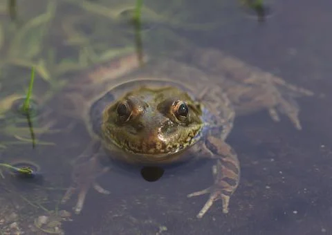 Smiling Frog Pops Head Out Of Water Stock Photos
