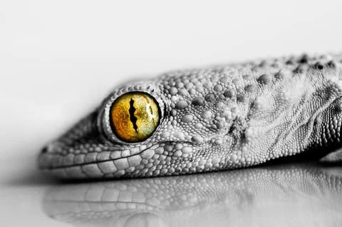 Smiling Gecko Stock Photos