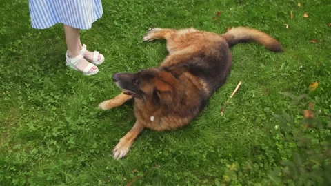 Smiling ginger lady taking free time with her big dog. Woman relaxing at nature Stock Footage 142519122