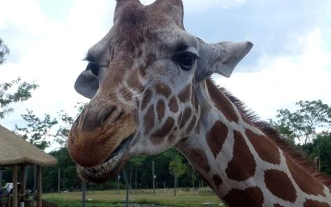 Smiling giraffe Stock Photos