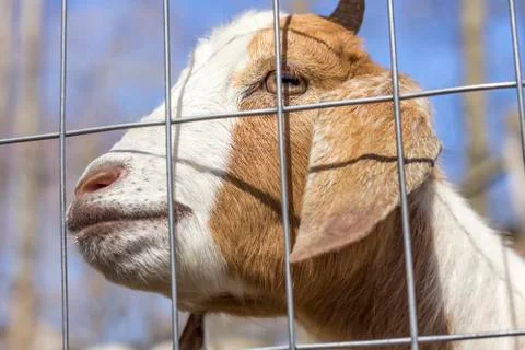 Smiling Goat Stock Photos