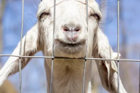 Smiling Goat Stock Photos
