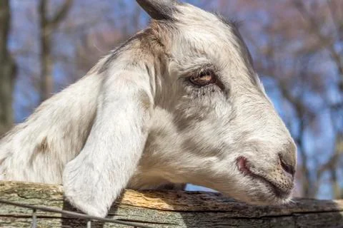 Smiling Goat Stock-Fotos