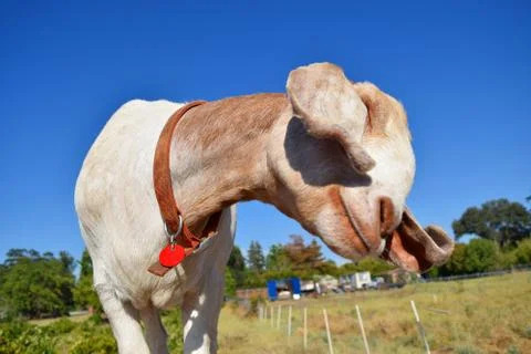 Smiling Goat Stock Photos
