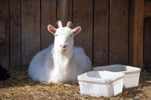 Smiling goat Foto stock