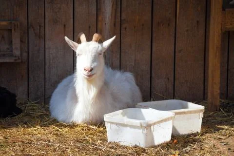 Smiling goat Stock Photos