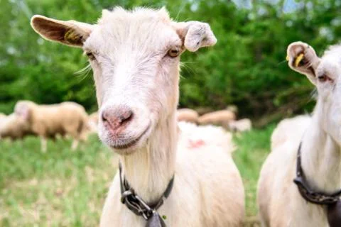 Smiling goat Stock Photos