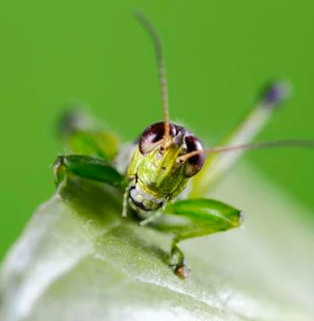 Smiling Grasshopper Foto stock