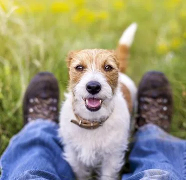 Smiling happy cute pet dog sitting in the grass with his owner Stock Photos