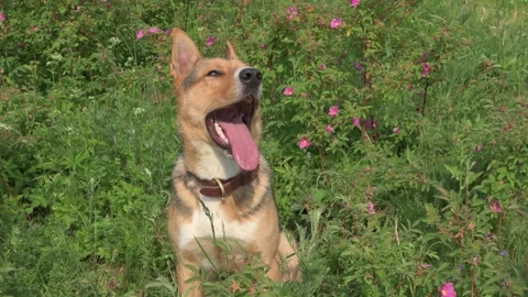 Smiling happy dog  posing around grass and herbs. sunny day Vidéo 243834618