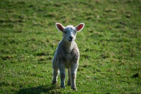 A smiling, happy lamb on a grass feild Stock Photos
