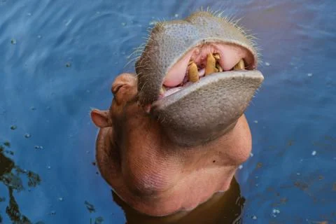 Smiling hippo close-up Stock Photos