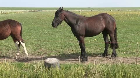 Smiling horse Stockbeeldmateriaal 10909724