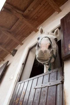 Smiling horse looking down from the stable Foto stock