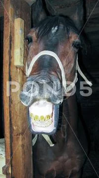 Smiling horse in the stable, Kostroma, Russia Stock Photos