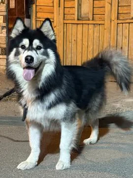 Smiling Husky Standing Fotos de archivo