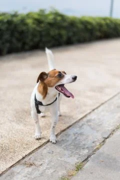 Smiling Jack Russell Foto stock