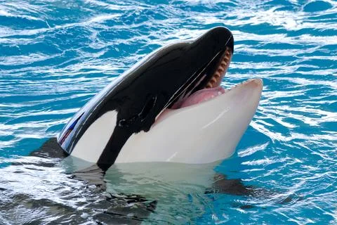 Smiling killer whale Stock Photos