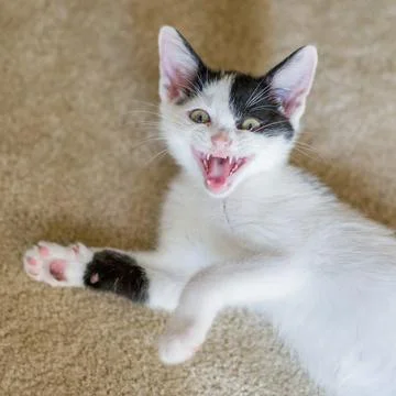Smiling Kitten Foto stock