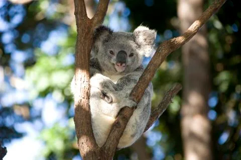 Smiling Koala 스톡 사진