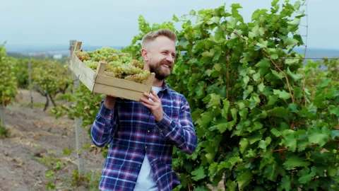 Smiling large good looking man rural lifestyle walking through the vineyard he Stock Footage 151150628
