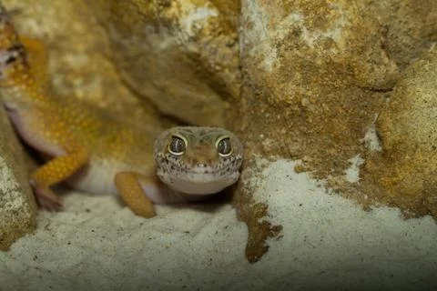 Smiling leopard gecko on desert Stock Photos