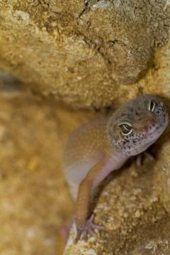 Smiling leopard gecko on desert Stock Photos