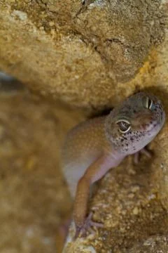 Smiling leopard gecko on desert Stock Photos