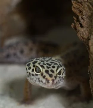 Smiling leopard gecko on desert Stock Photos