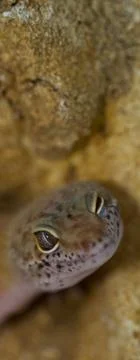 Smiling leopard gecko on desert Stock Photos
