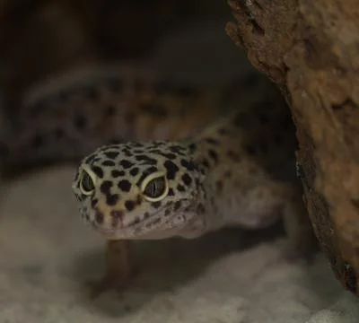 Smiling leopard gecko on desert Stock Photos