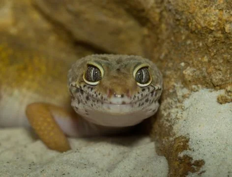 Smiling leopard gecko face Stock Photos