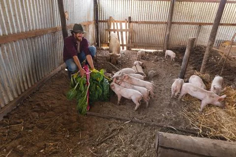 Smiling man crouching while feeding rhubarb leaves to pigs and piglets at pen Photos