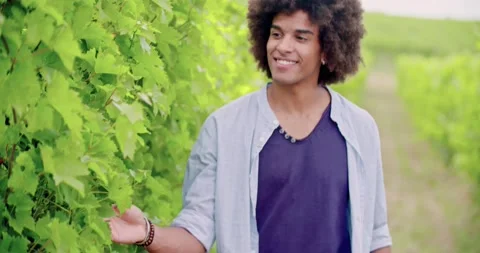 Smiling man touching vineyard at sunset or sunrise.Warm sun back light.4k slow Vídeos de archivo 138422989
