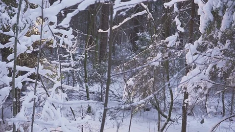 Smiling Man Walking Snow. Winter Forest Traveler With Backpack. waving his hand Video stock 83712950