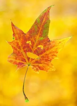 Smiling maple leaf Smiling maple leaf isolated on Fall background of autum... Stock Photos