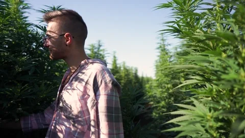 Smiling marijuana farm owner welcomes Stock Footage 255890341