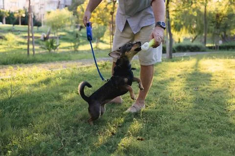 Smiling middle-aged man walks and plays with a small dog in public park Foto stock