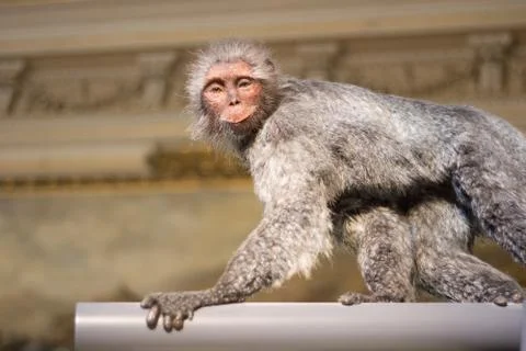 Smiling monkey Stock Photos