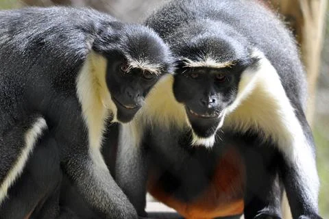 Smiling Monkey Two Diana monkeys (Cercopithecus diana) that appear to be s... Foto stock