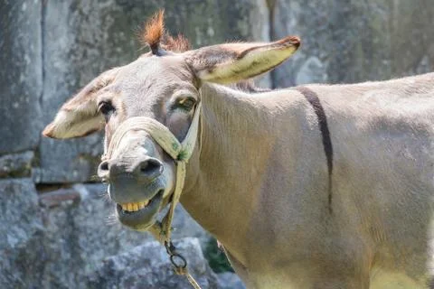 Smiling mule Stock Photos