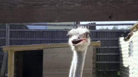 Smiling ostrich head Stock Footage 137703919