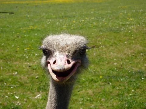 Smiling Ostrich Head Stock Photos
