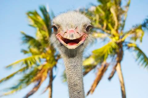 Smiling ostrich Stock Photos